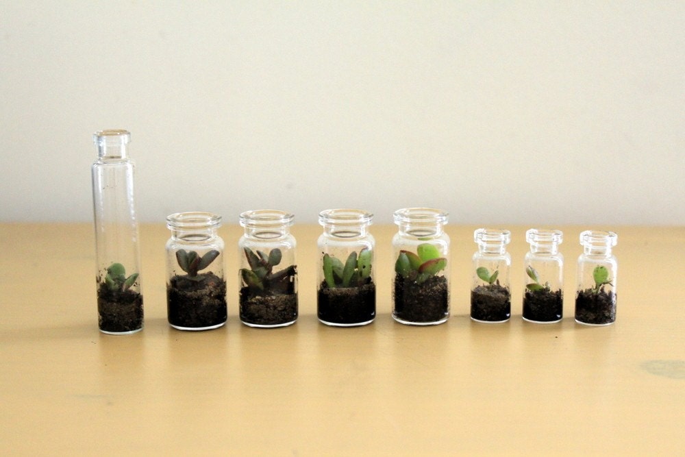 Party  Pack Tiny Terrariums FREE SHIP 50 count
