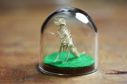 Completed T-Rex in Glass Bell Jar