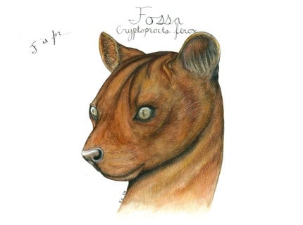 F is for Fossa