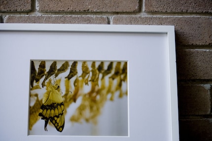 Yellow Butterfly Photograph