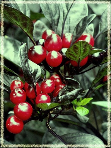 happy holiday peppers...original fine art photo card set