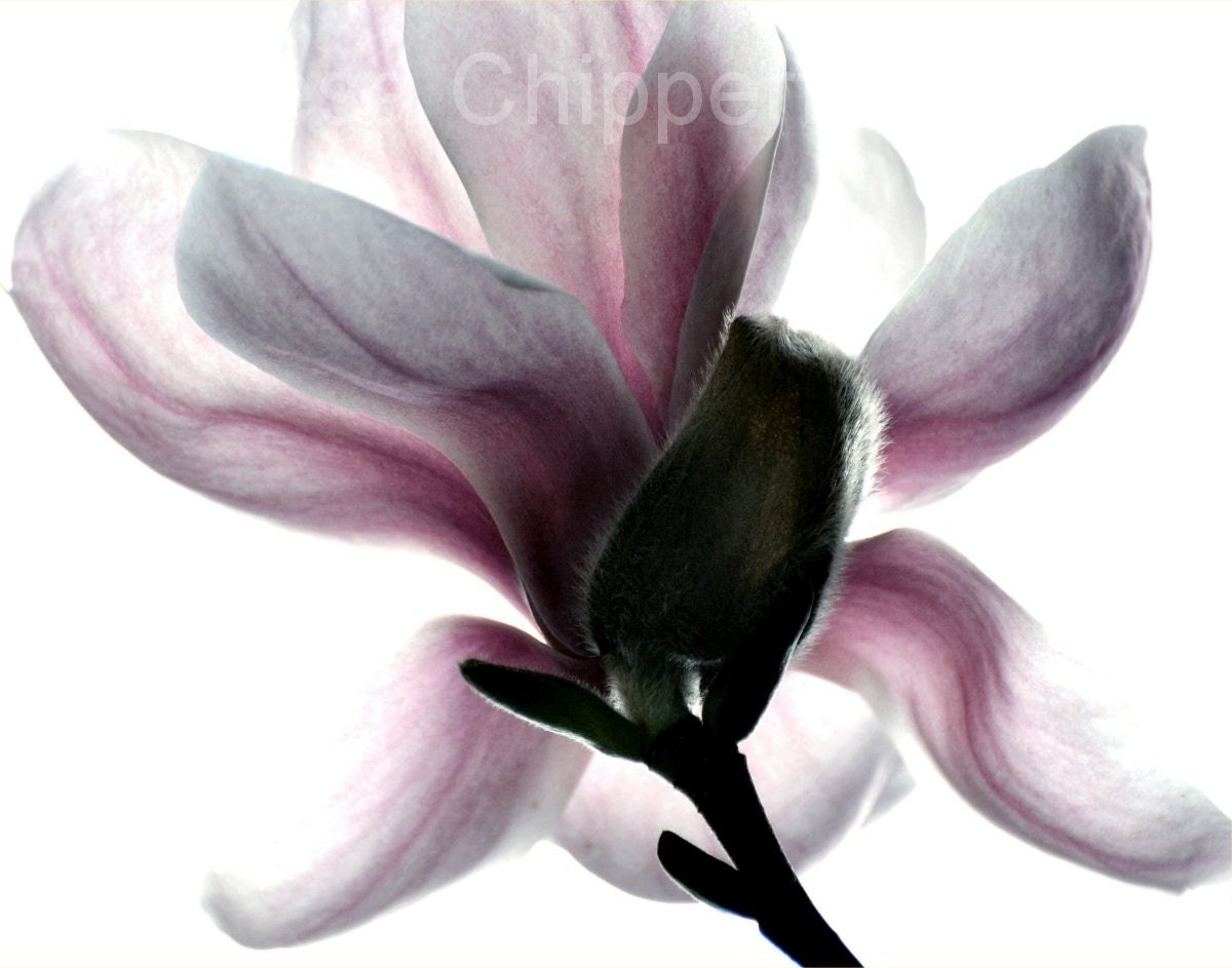 First Magnolia Bloom of the Season in our Garden - 11 x 14 Photo