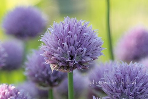 Lavender and Lime 3 - 8x10 Fine Art Photograph of chive flowers