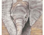 Elephant Calf Print - 5 x 7