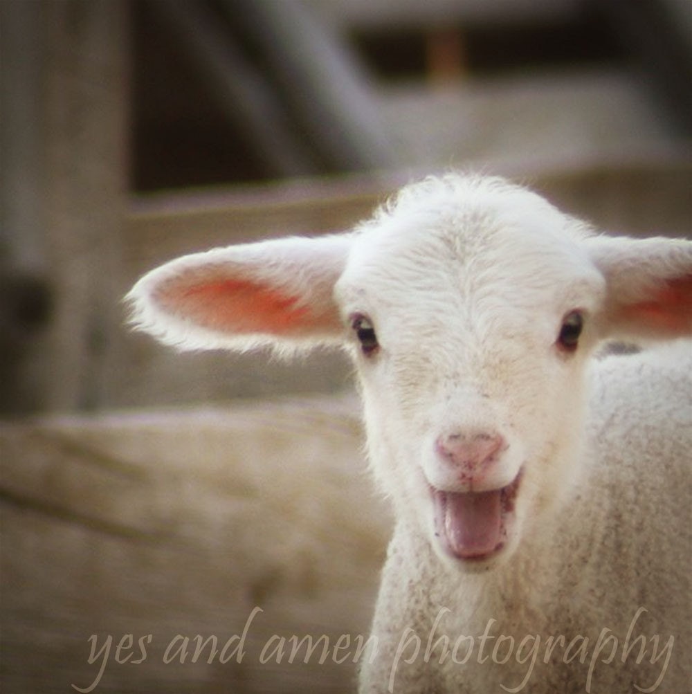 Yes - fine 8x8 photograph (and farm fresh) lamb photography