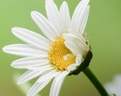 A Daisy - An 8x10 Photographic Art Print - Flower