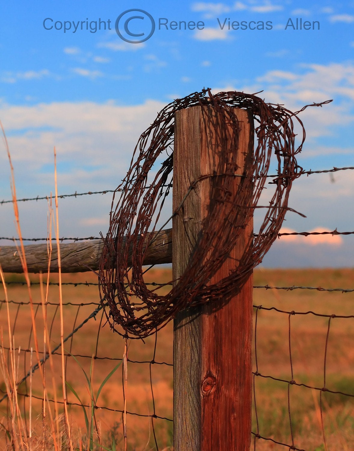 Barbed Wire, 8 x 10 Photograph
