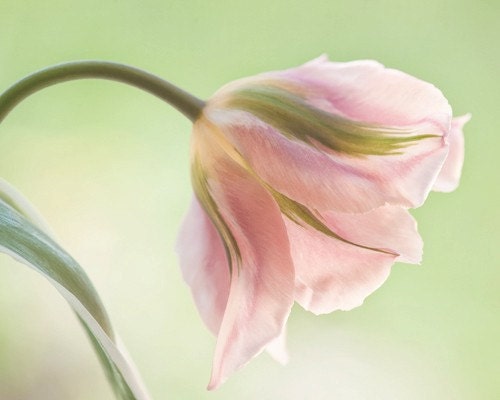 whisper to me.... tulip fine art garden style flower photograph by leapinggazelle