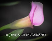 A Calla Lily - An 8x10 Photographic Art Print - Spring Bulb Collection
