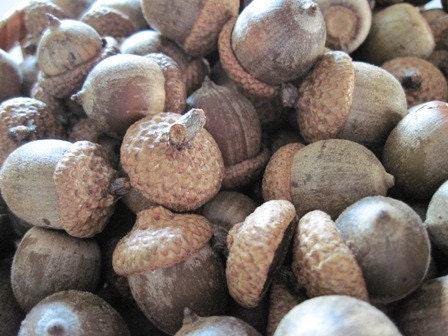 50 Natural Acorns with Caps Harvested from Pin Oak Trees