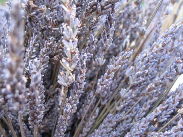 Organic  Dried Lavender 20 bunches  Grown in Northern California