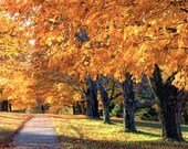 Walk into Autumn - 8x8 - Fine Art Photograph - BOGO SALE