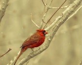 The reddest cardinal in the snow - a bird photograph - fine art print (8x8)