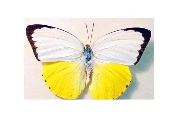 Real Butterfly Orange Emigrant Conservation Quality  633