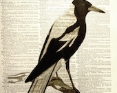 Mockingbird Vintage Print,  printed on an old Dictionary Page