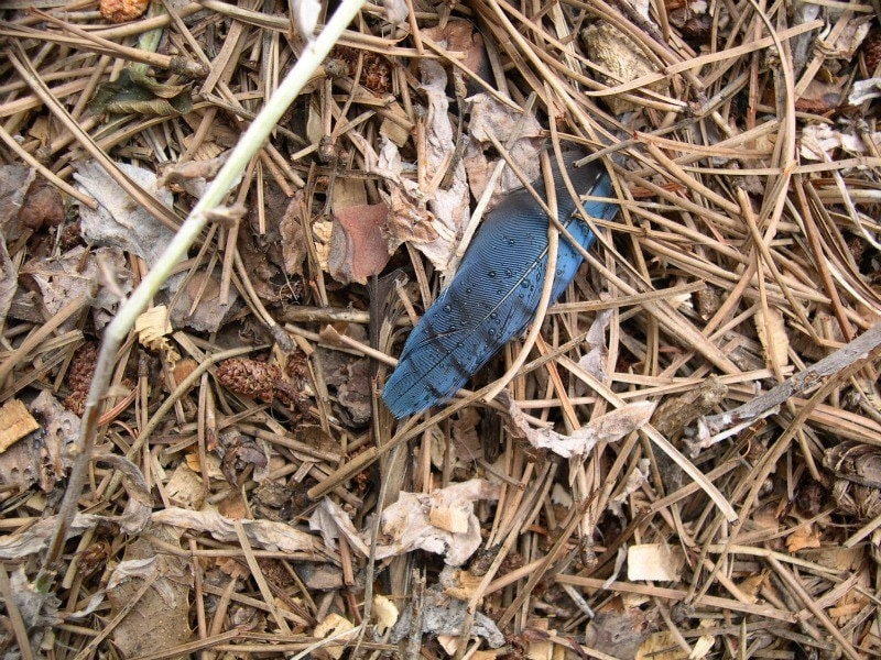 Blue Jay Feather On the Forest Floor