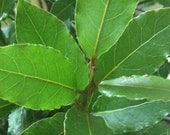 Bay Leaves Whole