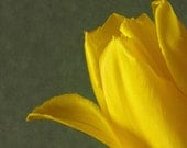 Spring Yellow Flower Botanical Photo Mothers Day -Yellow Tulip -8x10 Photograph