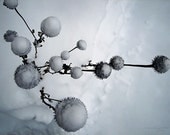 Earth Dreaming - Snowscape Photo Art Print