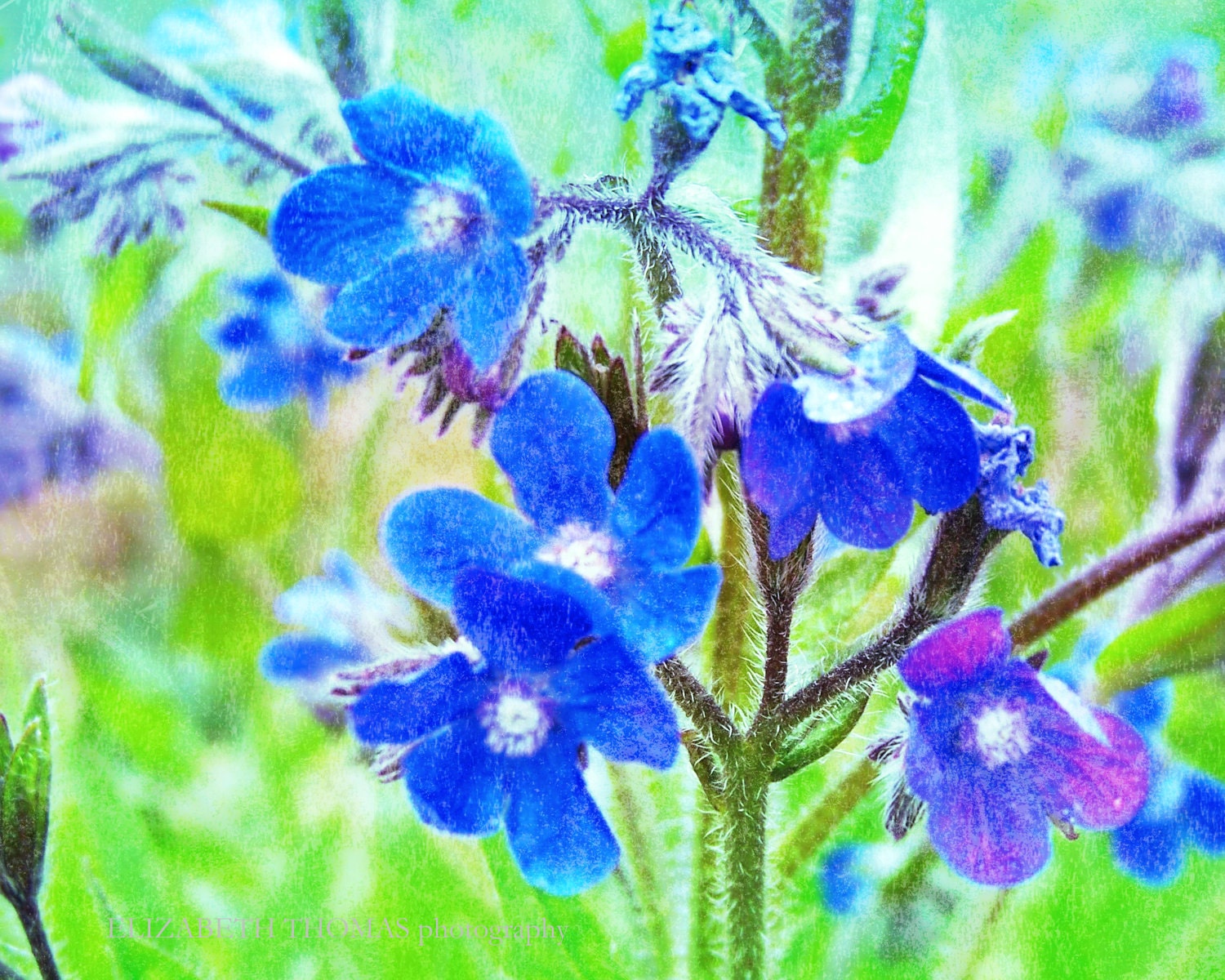 Blue Wildflowers 8x10 Digital Photo