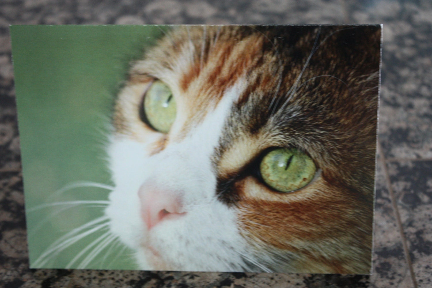For Japan relief -- CALICO CAT blank greeting card -- 100% profits to Japan animal rescue