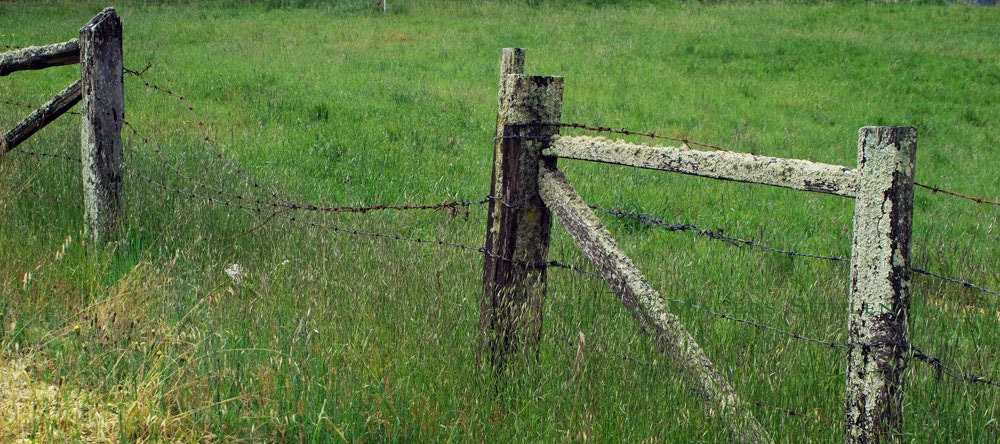 Country Fence Photo -Rustic Weathered Fence Art Print -Wooden Fence Art -Green Grass Meadow -8x18 Panorama Colorado Fine Art Photograph