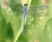 Blue Dragonfly giclee print