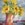 Sunflowers - Giclee Fine Art Print