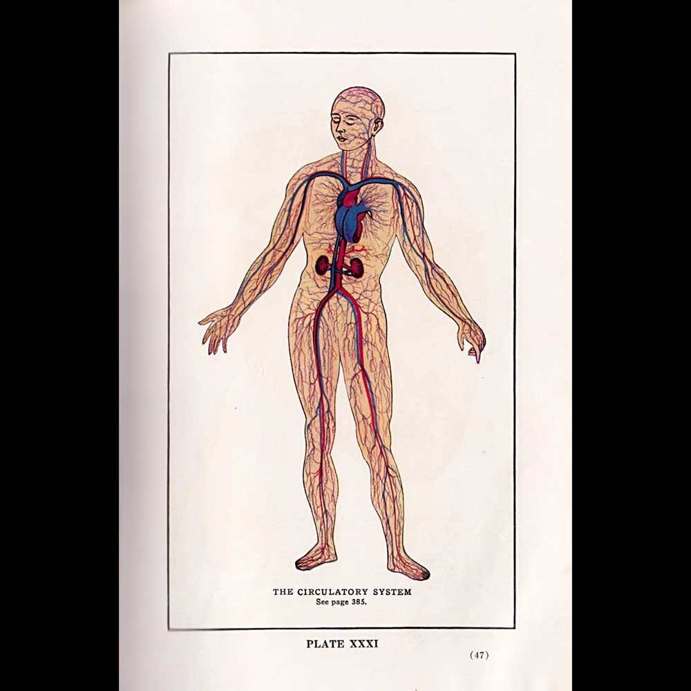 circulatory system pictures. system circulatory system.