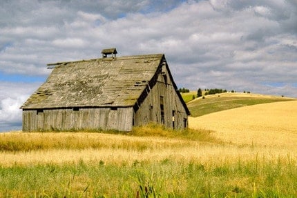 Grey Weathered Barn at Harvest Time Photo by Pam Lefcourt