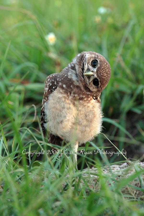 Baby Burrowing Owl 5 x7 Print -