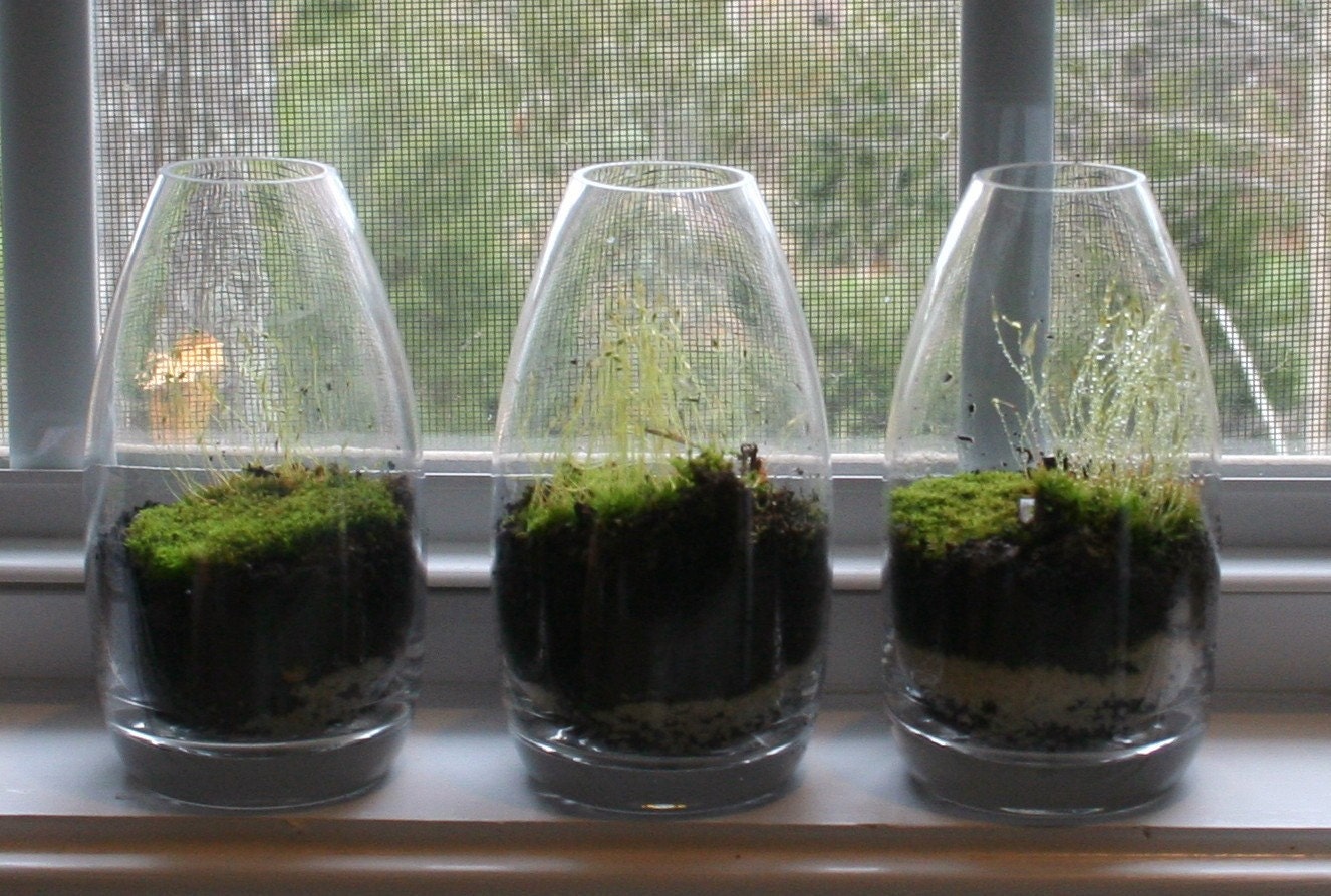 A trio of teardrop terrariums- 3 moss terrariums