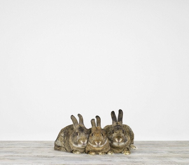 Three Bunnies, 7 x 8 Fine Art Print
