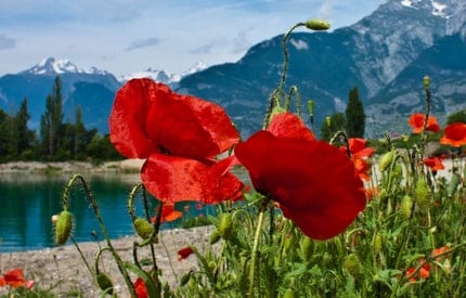 Swiss Alps with Red Poppies Landscape, Valais, Switzerland