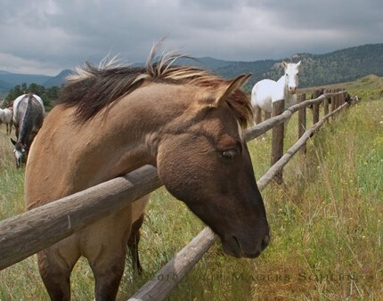 Colorado Horse Photo -FREE SHIPPING -Shyness -11x14 Photograph