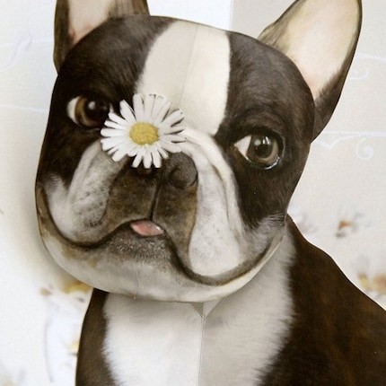 Pushing Up Daisies Boston Terrier Pop Up Card