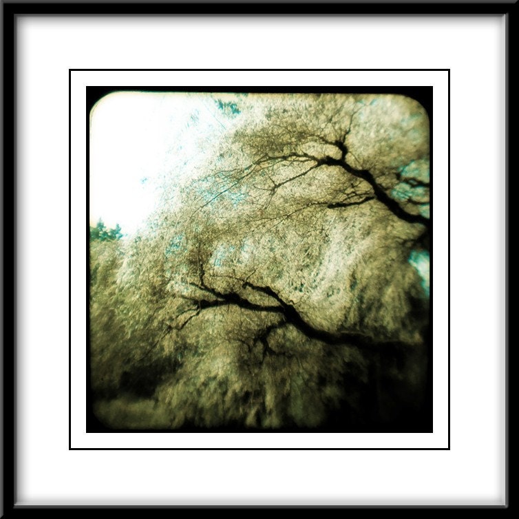 FREE SHIPPING   Willow - Original Color Fine Art TTV Photo - 10x10
