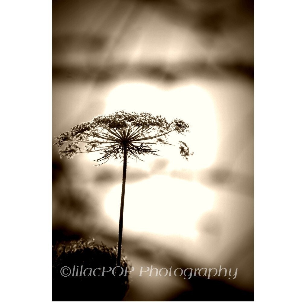 Queen Anne's 
Lace No.3 8x10 Fine Art Photograph on Metallic Paper  FREE SHIPPING
