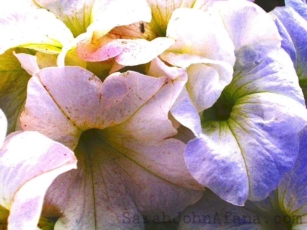 Blooming Petunias-Photograph