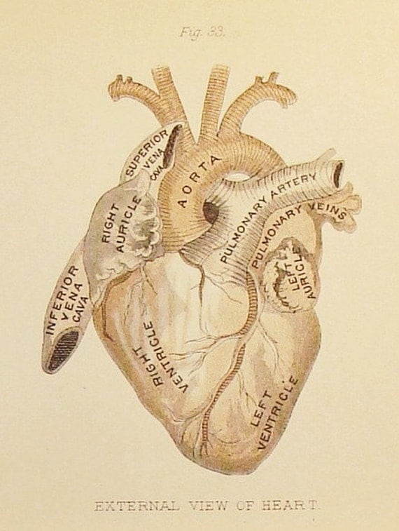 Circa 1880 - Three Pages of the Heart - Figures 32 through 36 - Antique Anatomy Illustrations of the Heart