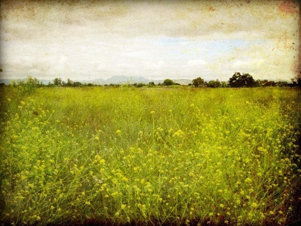 Mustard Fields  -  Landscape Photography -  A vibrant green field with mustard flowers - BOGO sale - 8x10