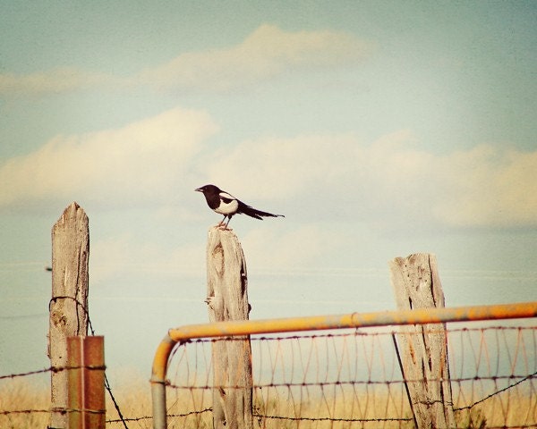 Magpie - 8x10 Vintage Inspired Photography Print