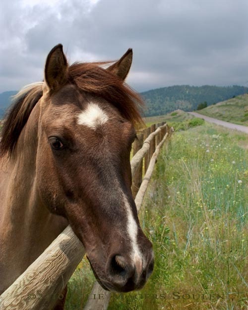 Colorado Horse Photo -Pretty Girl -8x10 Photograph-Fathers Day