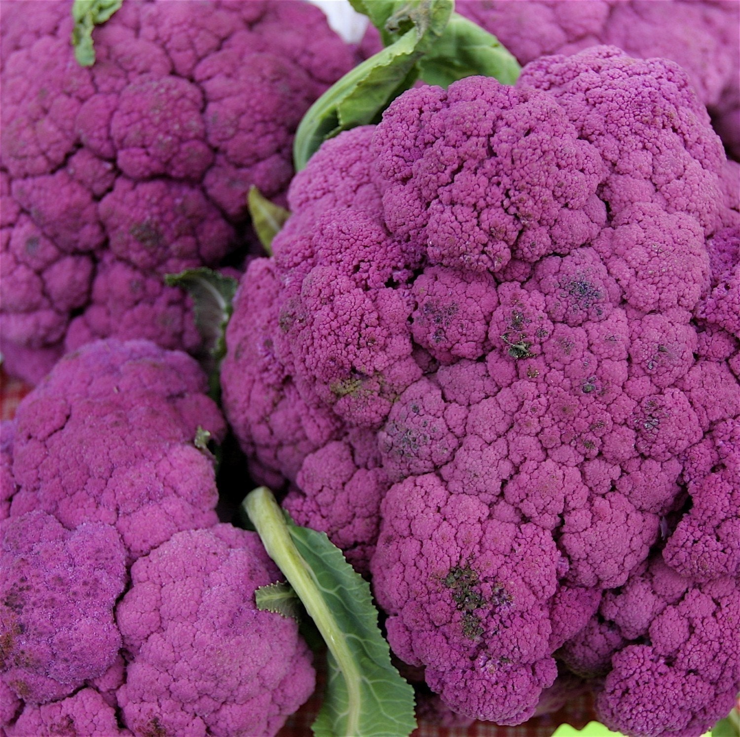 Heirloom Organic Purple of Sicily Cauliflower Garden Vegetable Seed Seeds