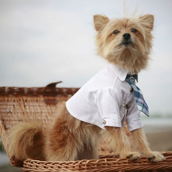 incorporating dog into wedding