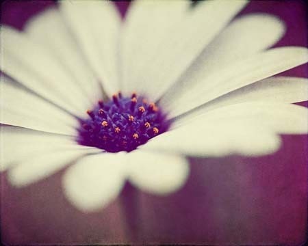 Black And White Daisy Photography. Soft White Daisy - Fine Art