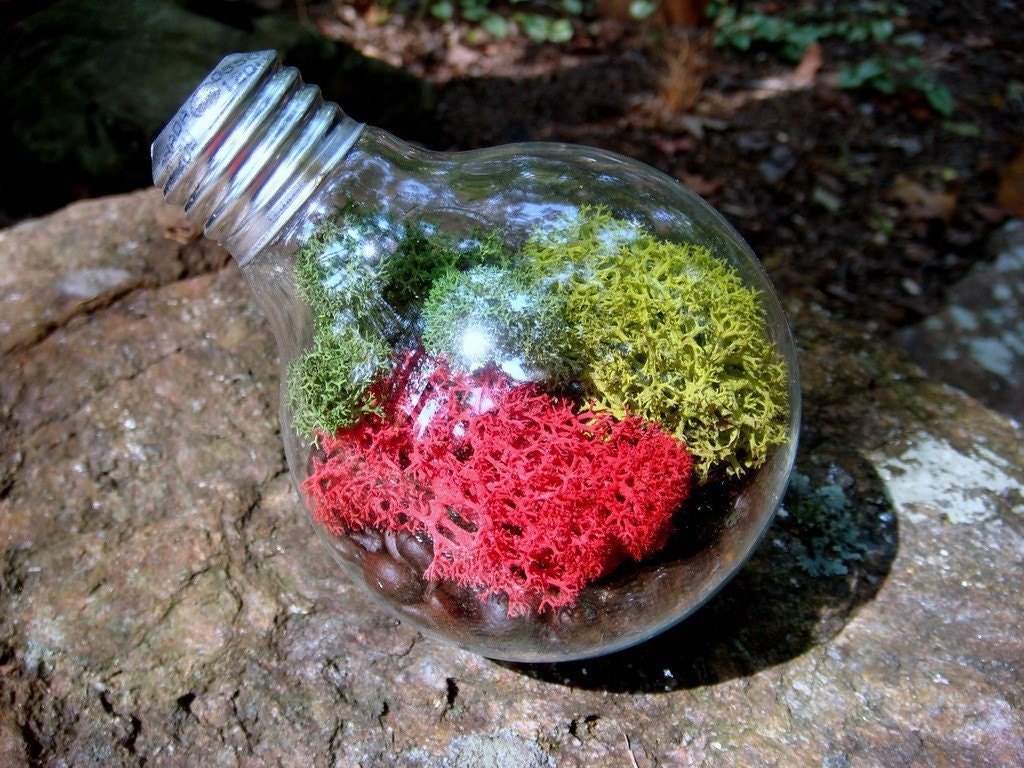 LIGHT BULB Lichen Terrarium. Great for HOME or OFFICE. Completely Carefree. Nice Unusual Gift. Terrariums by mossterrariums on Etsy.