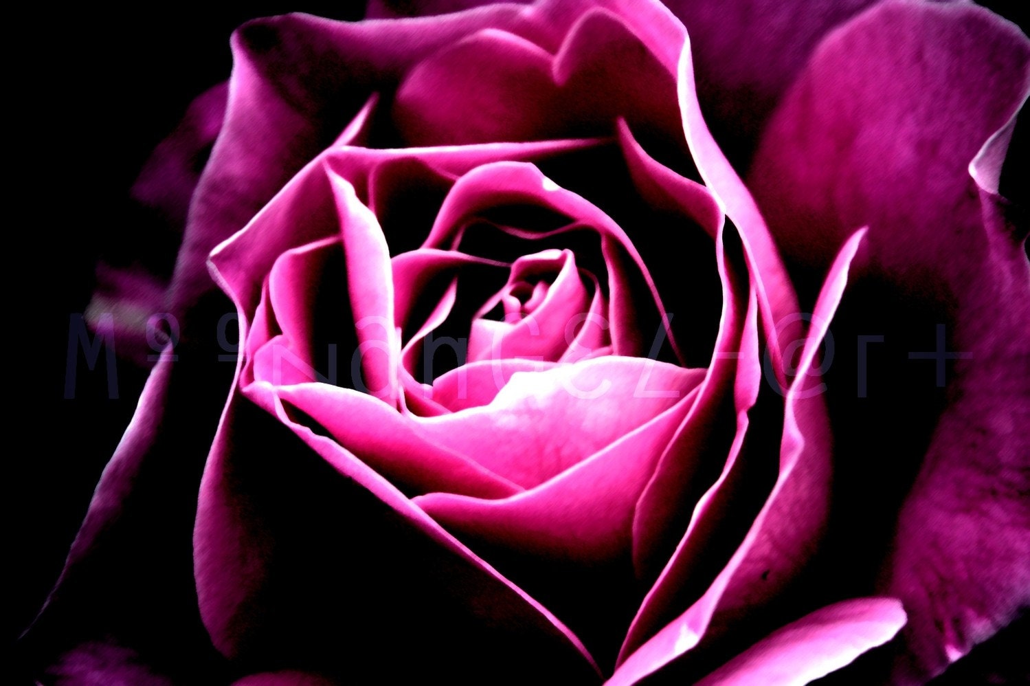Twilight Rose 4x6 Inch Altered Fine Art Photo