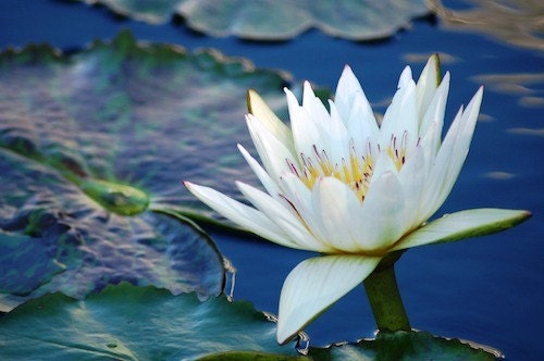 White Water Lily, JPEG