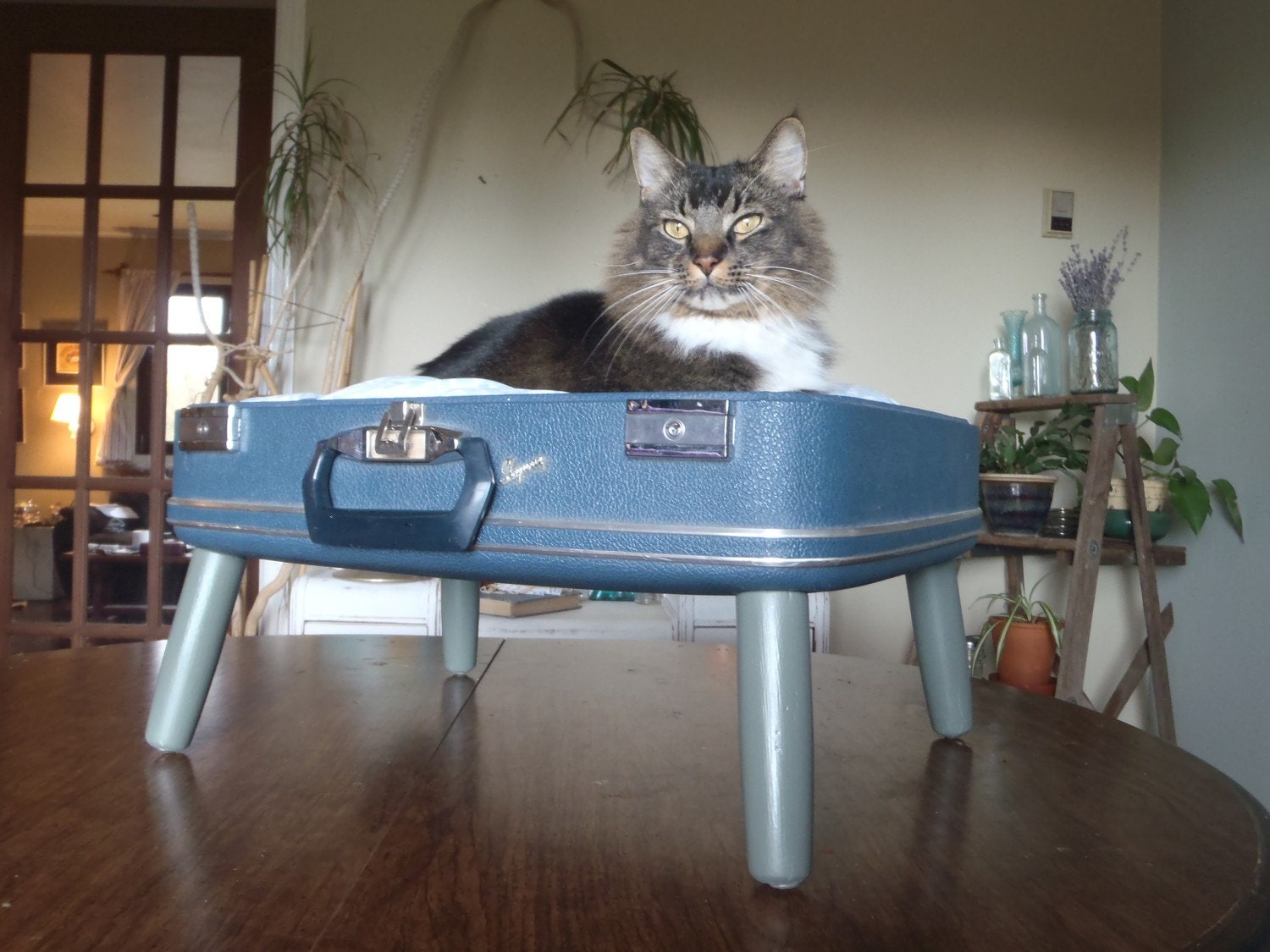 Lovable Luggage Pet Bed - Navy, Grey and White - Retro Modern - 2 dollars goes to carescatshelter